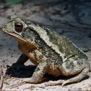 Sichere Zahlung Golfküstenkröte, Incilius valliceps (Bufo valliceps)